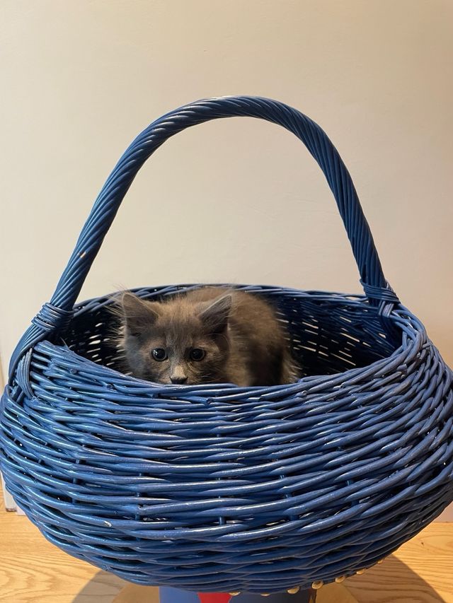 Cesta de MIMBRE azul