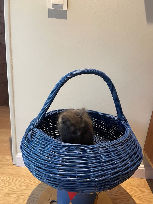 Cesta de MIMBRE azul