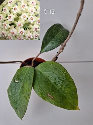Hoya verticillata wayang splash