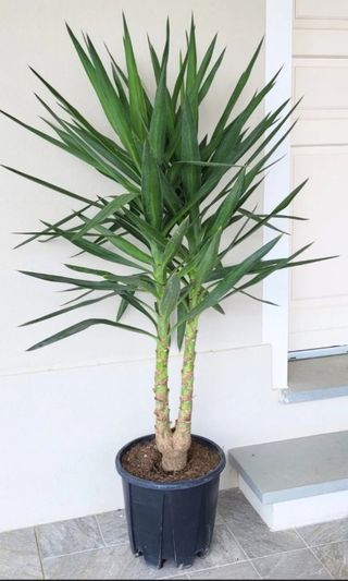 Yucca 