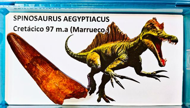 Enorme fósil de SPINOSAURUS de 8 cm.