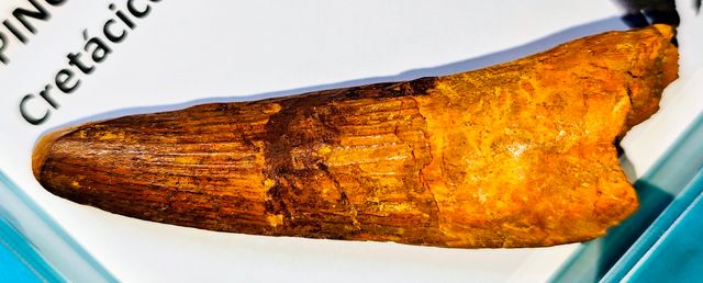 Enorme fósil de SPINOSAURUS de 8 cm.