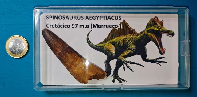 Enorme fósil de SPINOSAURUS de 8 cm.