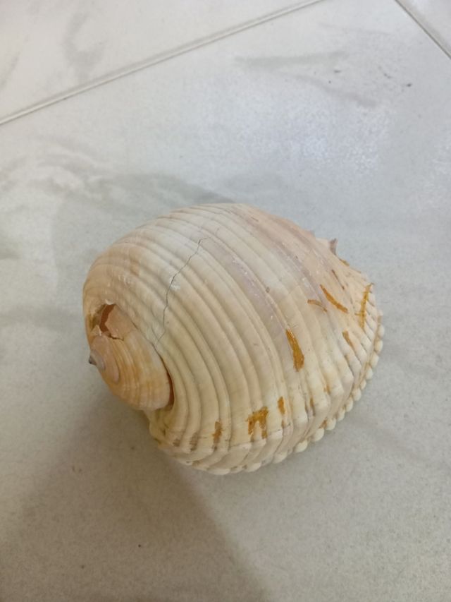 Conchiglia Decorativa