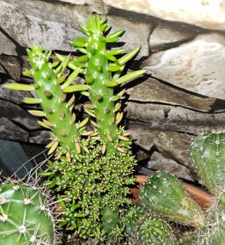 Opuntia subulata (ago di eva)