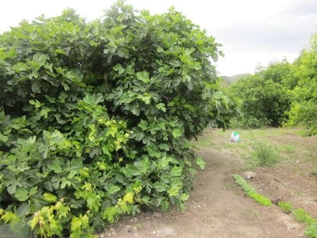 Casa y terrenos cultivo y huertos