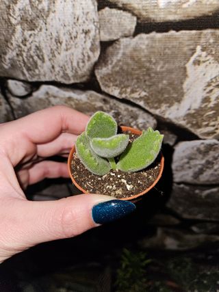 Cotyledon tomentosa (zampette d'orso)