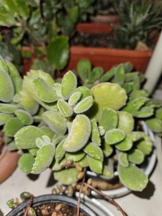 Cotyledon tomentosa (zampette d'orso)