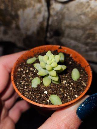 Sedum burrito