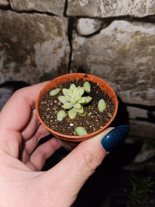 Sedum burrito