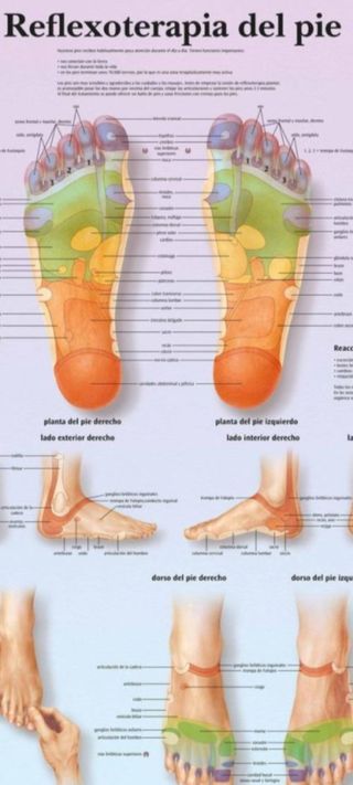 planta mapa plantar reflexologia