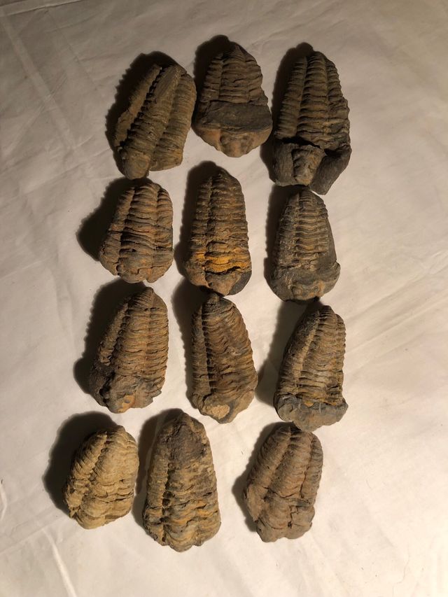 Trilobites Sur de Francia,540 millones años