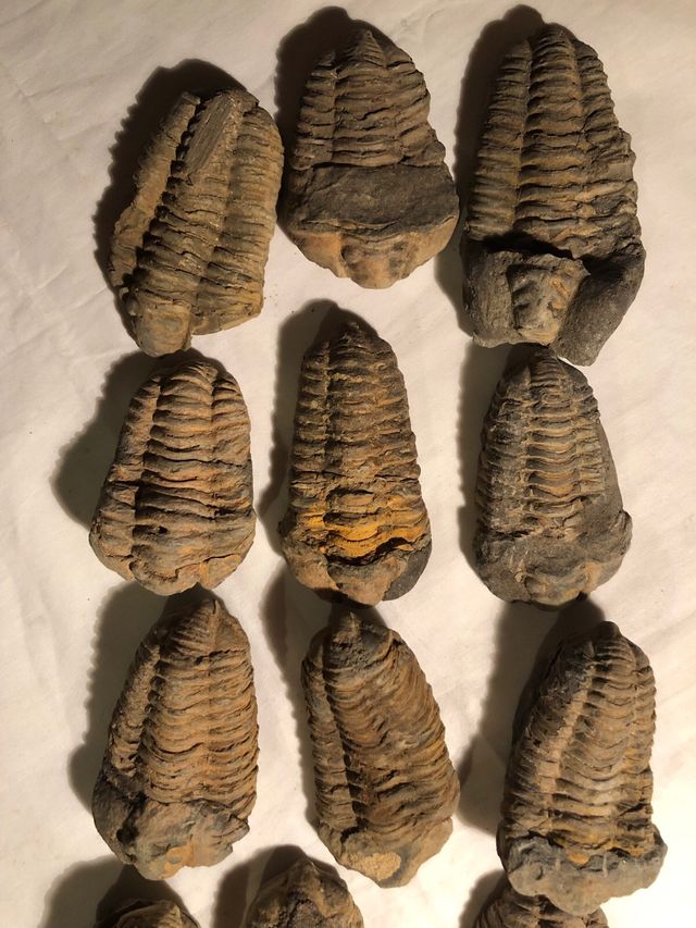 Trilobites Sur de Francia,540 millones años