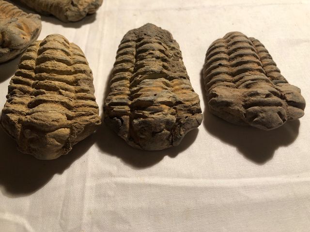Trilobites Sur de Francia,540 millones años