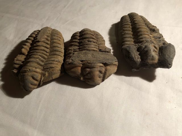 Trilobites Sur de Francia,540 millones años