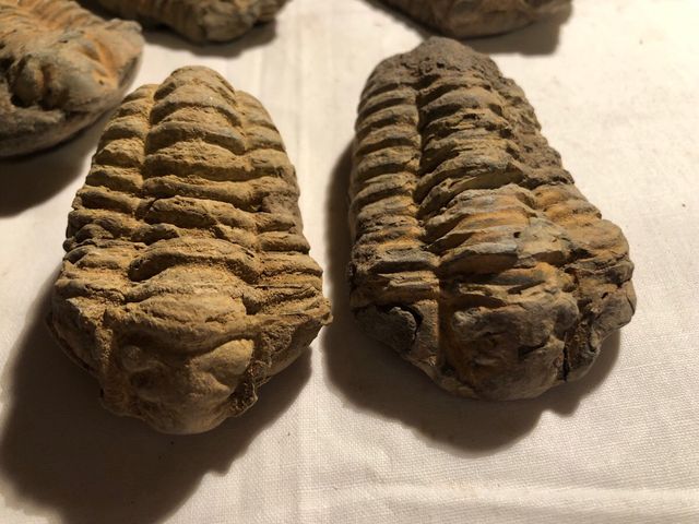 Trilobites Sur de Francia,540 millones años