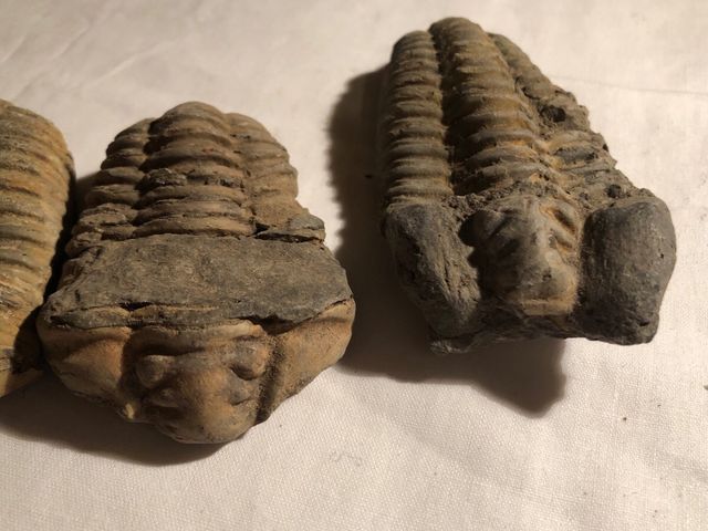 Trilobites Sur de Francia,540 millones años