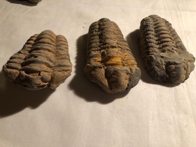 Trilobites Sur de Francia,540 millones años