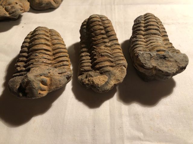 Trilobites Sur de Francia,540 millones años