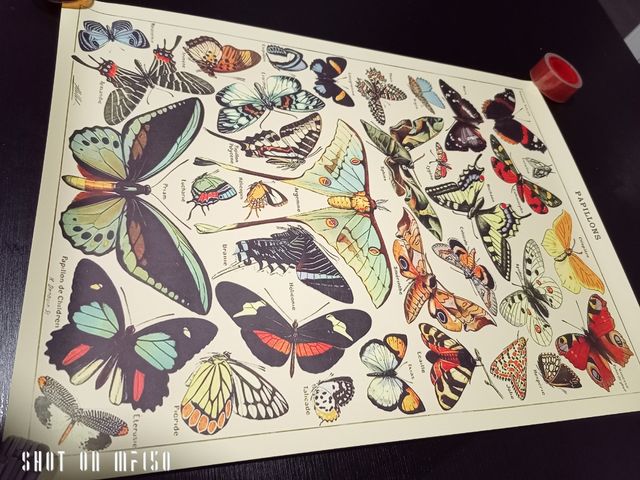 Estampado vintage especies mariposa 🦋