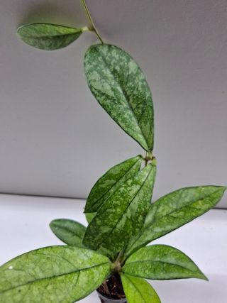 Hoya Crassipetiolata Splash