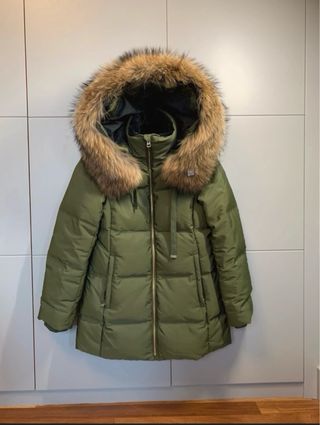 Plumifero zara