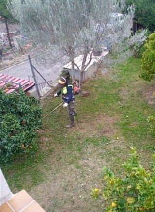 Limpieza de la parcelas poda de árboles 