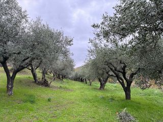Olivar con suelo URBANO