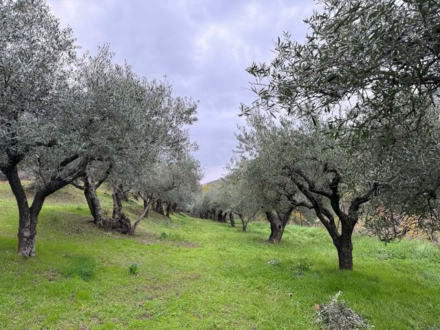 Olivar con suelo URBANO