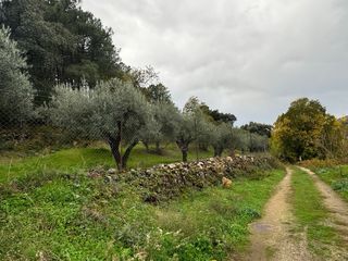 Olivar con suelo URBANO