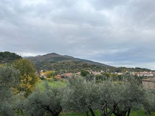 Olivar con suelo URBANO