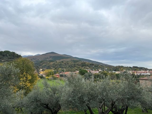 Olivar con suelo URBANO