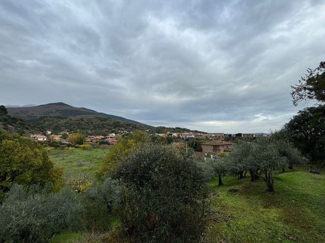 Olivar con suelo URBANO