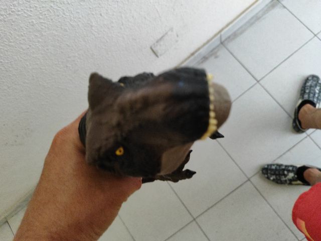 Dinosaurio juguete t rex