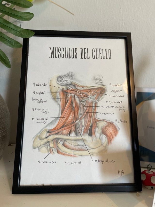Cuadro musculos del cuello