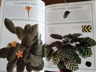El libro de las plantas