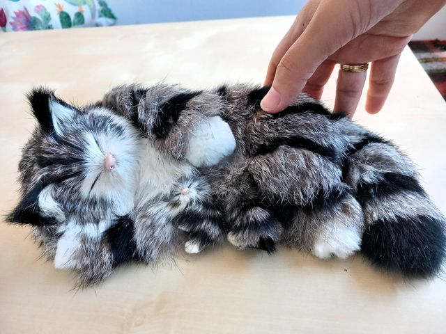 Gato de pelo auténtico
