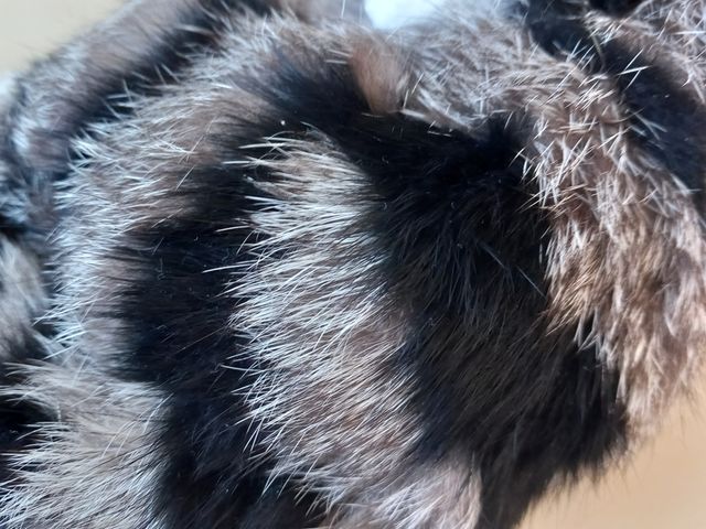 Gato de pelo auténtico