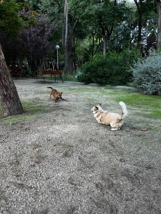 Adiestrador y educador canino