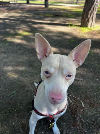 Adiestrador y educador canino