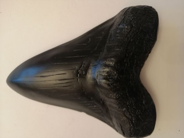 Replica in resina dente fossile di