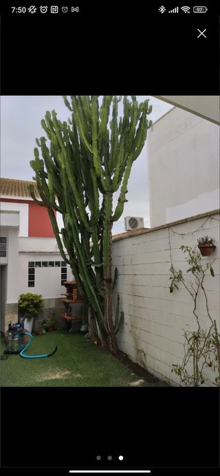 Cactus candelabro euphorbia candelabrum