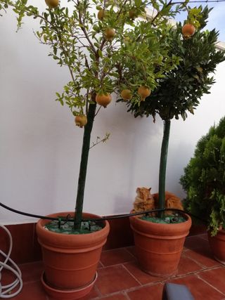 Malla Plástica para Jardinería, Terrazas 5mm