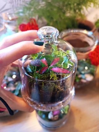 Terrarios grandes baratos