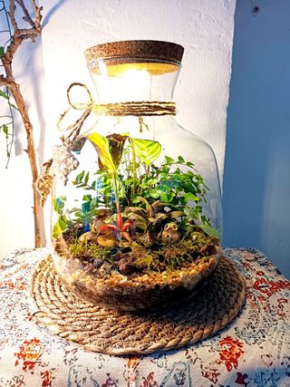 Terrarios grandes baratos