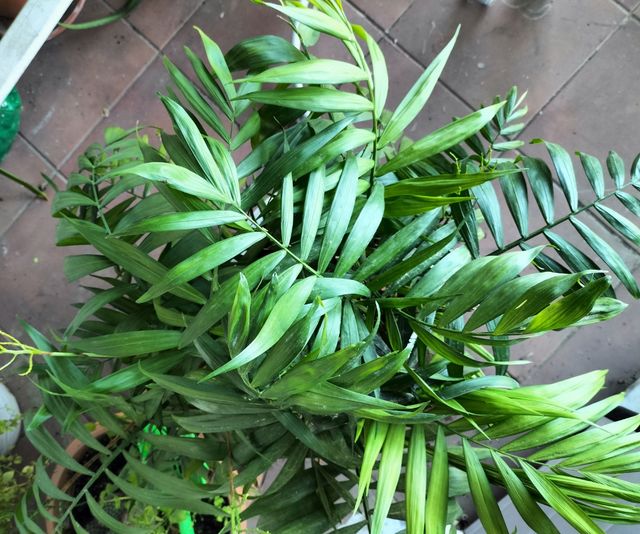 PRECIOSA PALMERA CHAMAEDOREA