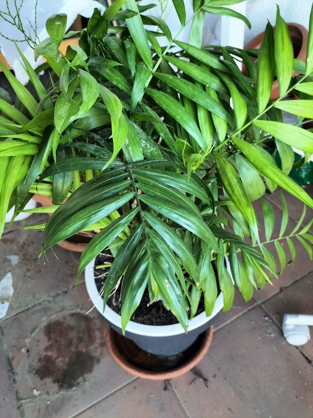 PRECIOSA PALMERA CHAMAEDOREA
