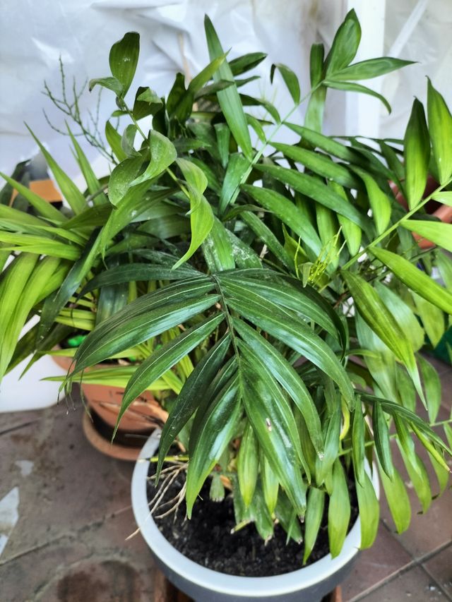 PRECIOSA PALMERA CHAMAEDOREA