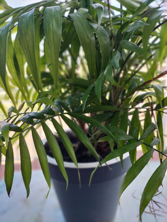 PRECIOSA PALMERA CHAMAEDOREA