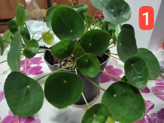 Pilea Peperomioides Baby
